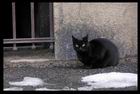 040120_013_a_street cat